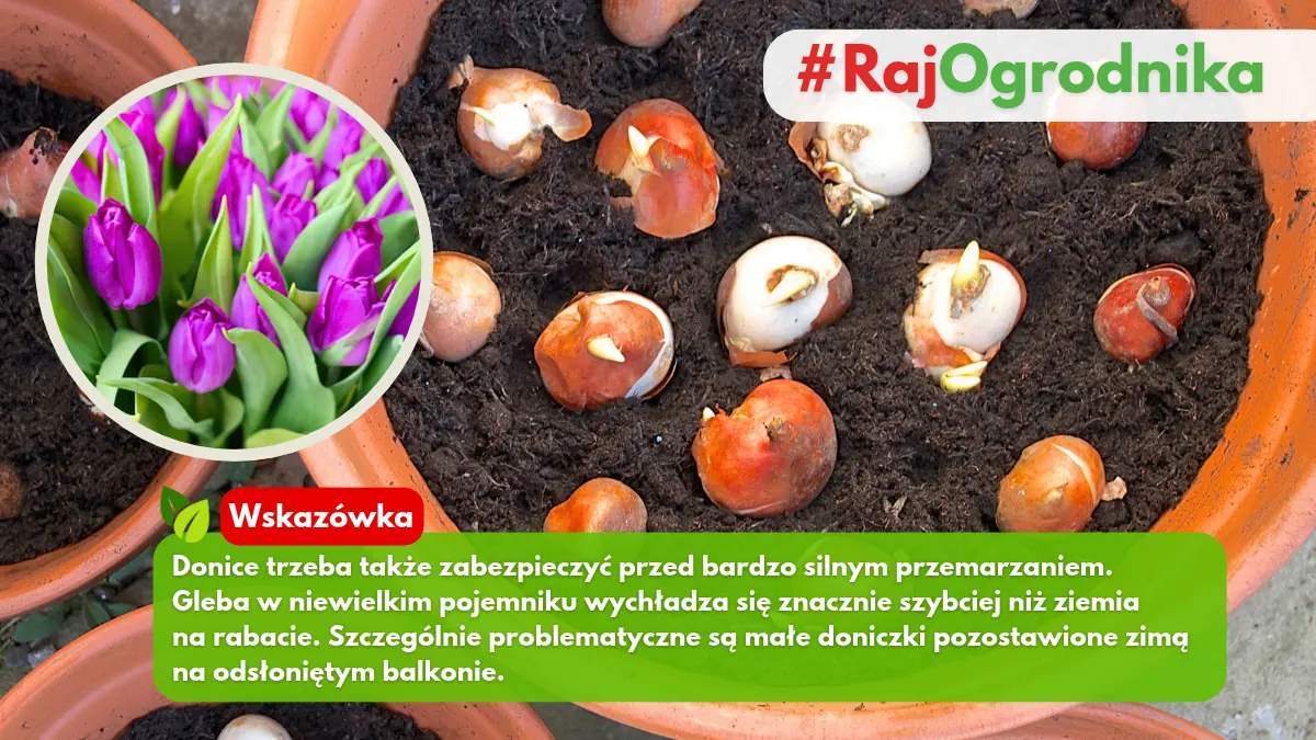 Jak sadzić tulipany w donicach najważniejsze zasady blog sklep rajogrodnika